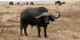 Tanzanie - 2010-09 - 268 - Ngorongoro - Buffle et gnous